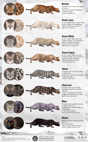 Bengal color genetics example blue snow white black melanistic snow lynx snow mink silver brown bengal color